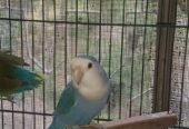 Top quality rosicoli love bird