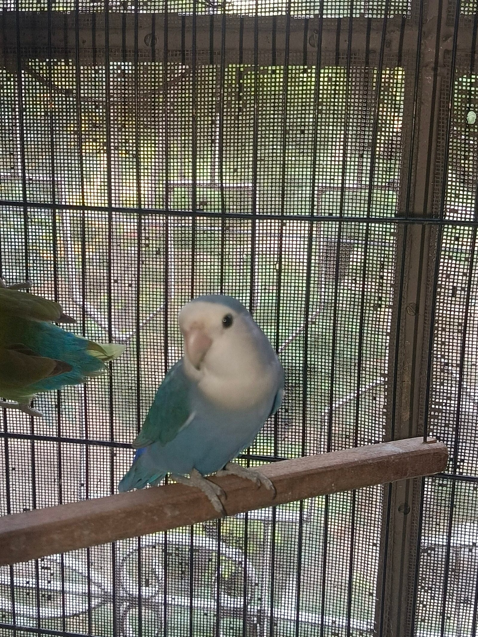 Top quality rosicoli love bird