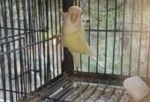 Top quality rosicoli love bird