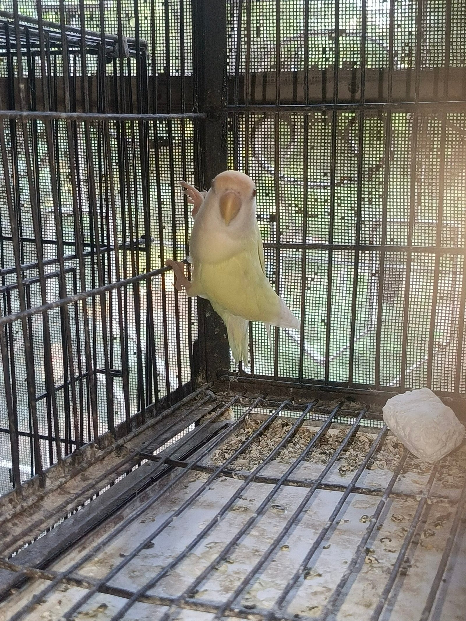 Top quality rosicoli love bird