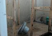 Hen Cage | Excellent Condition
