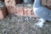Sherazi pigeon
