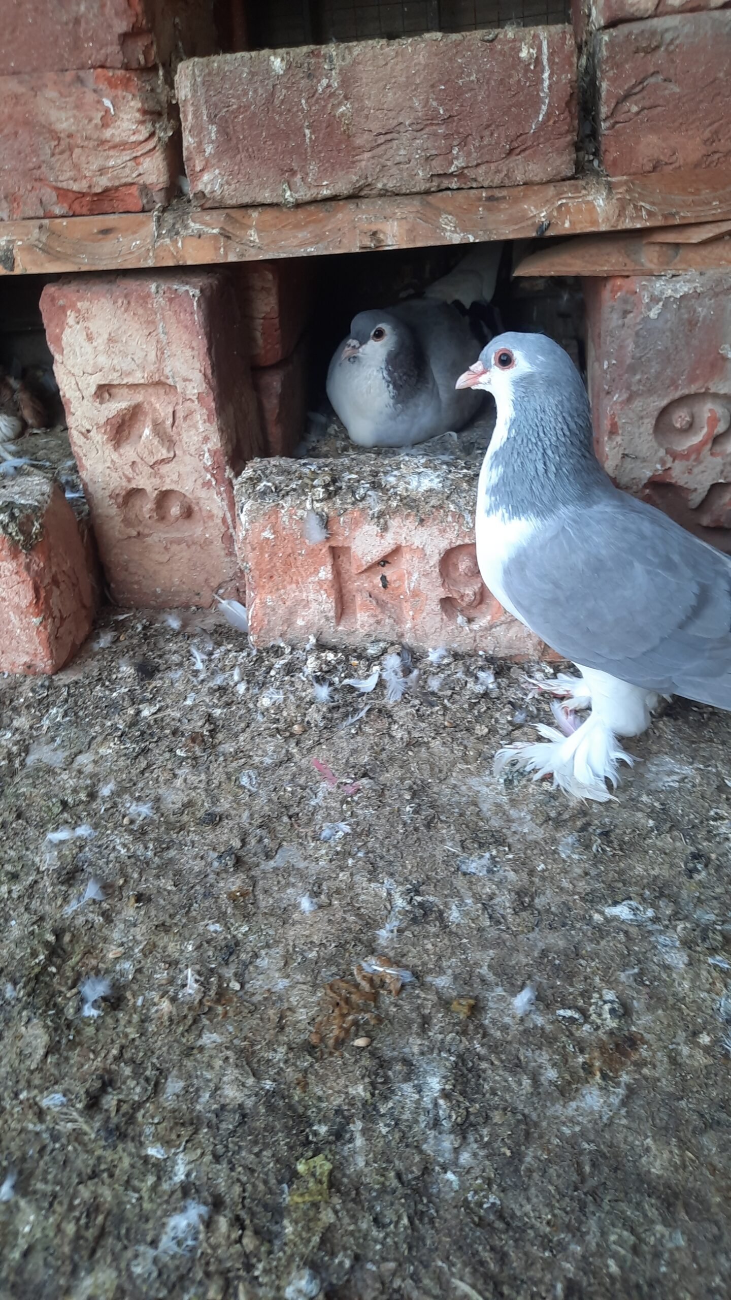 Sherazi pigeon