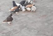 Sherazi pigeon