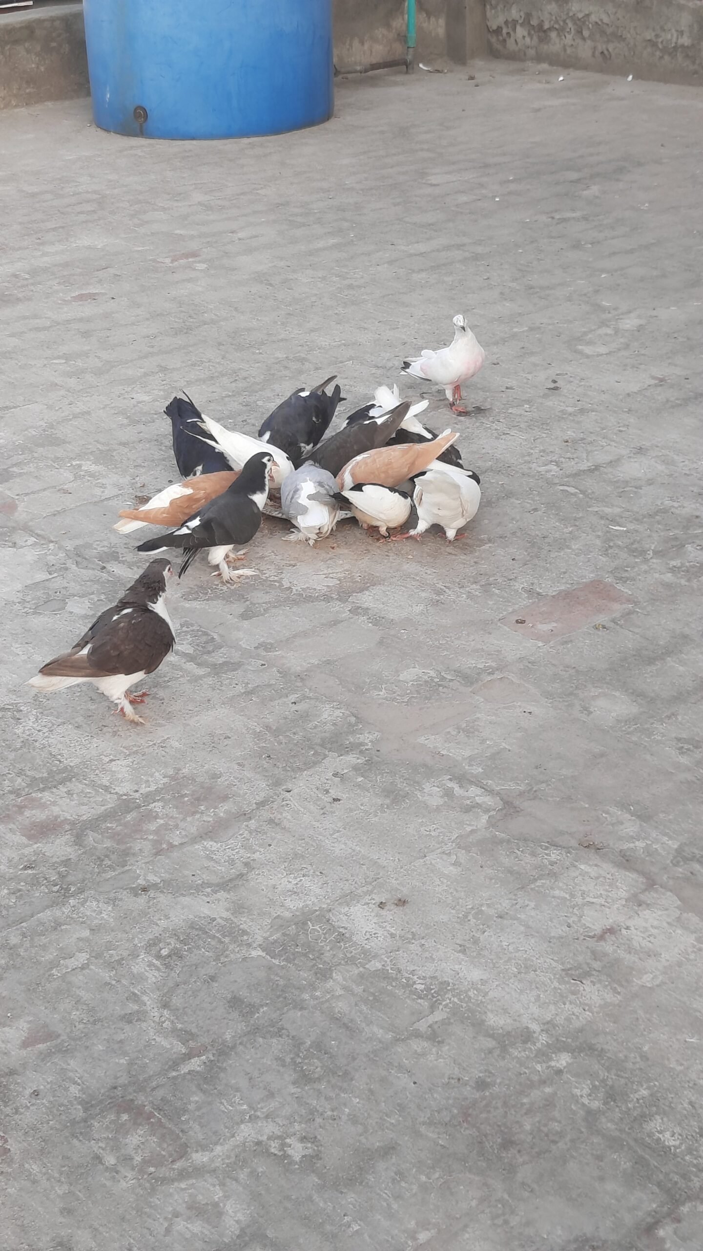 Sherazi pigeon