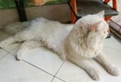 Parsion cat