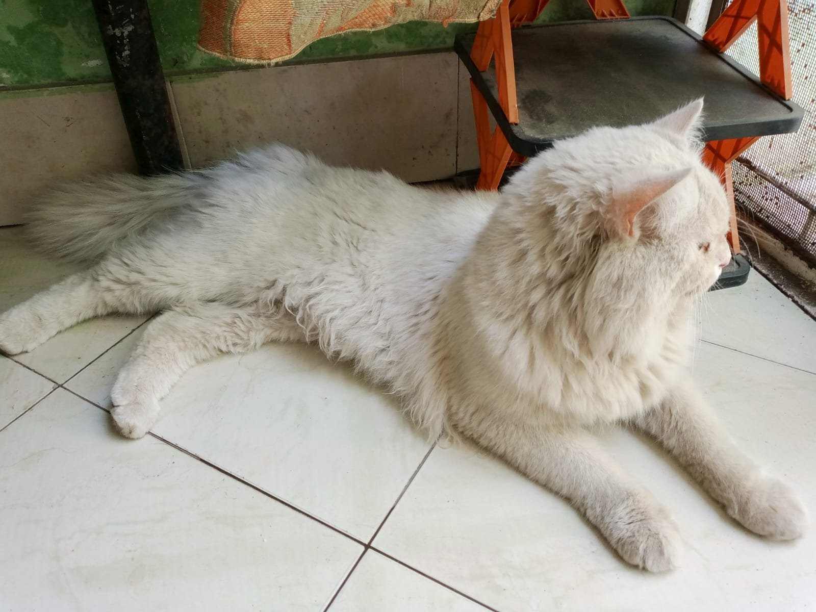 Parsion cat