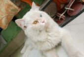 Parsion cat