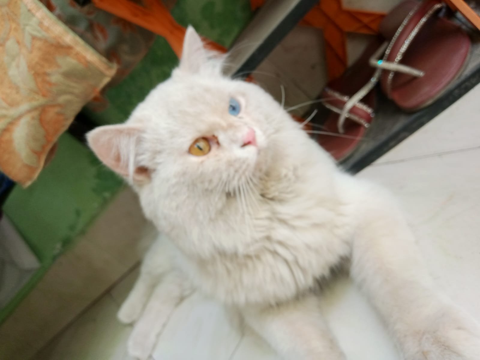 Parsion cat