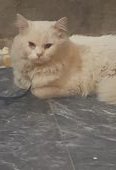 Parsion cat