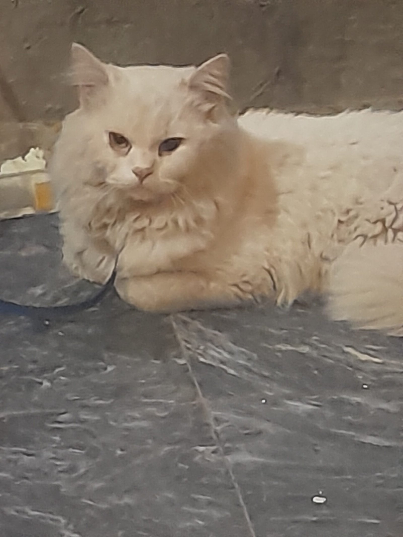 Parsion cat
