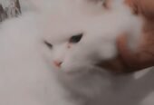 Parsion cat