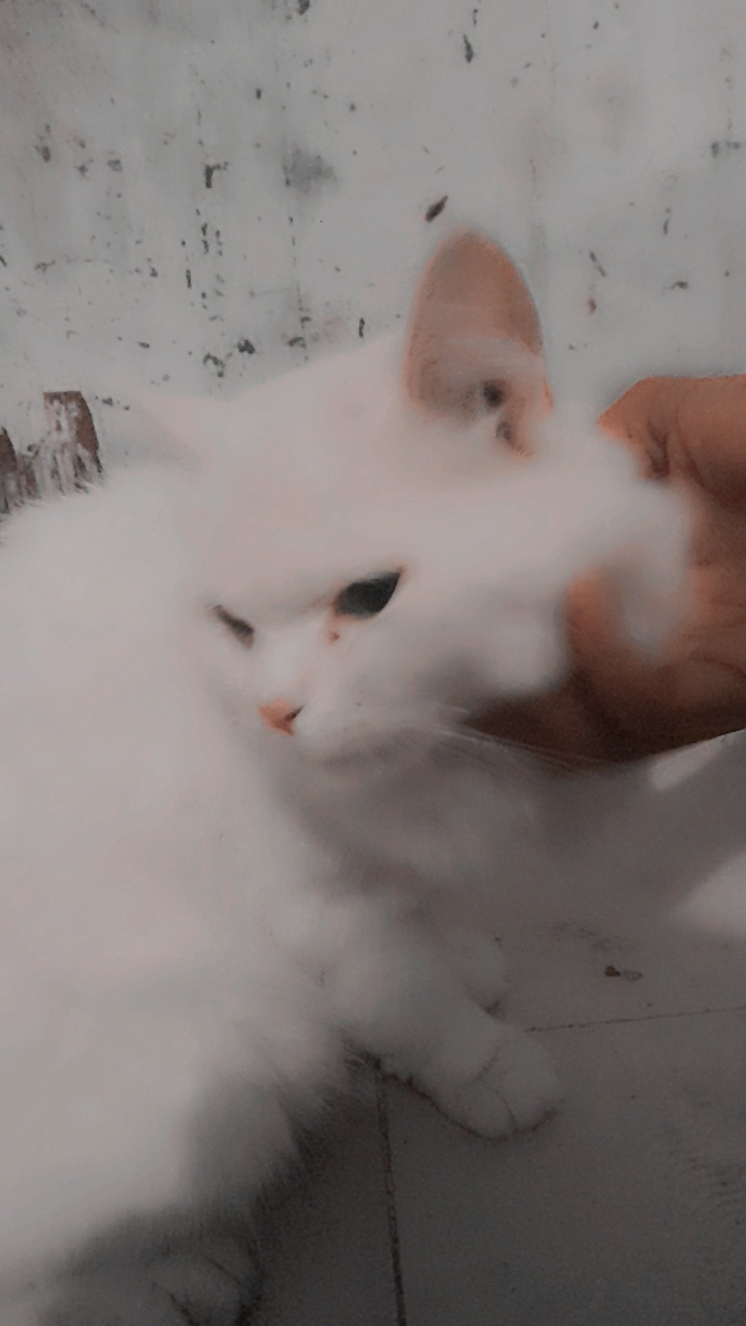 Parsion cat