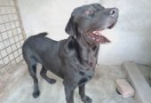 Labrador