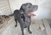Labrador