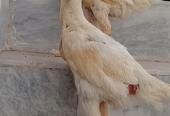White Shamo Pair | Aseel White Shamo | Long Height Shamo