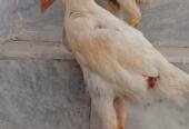 White Shamo Pair | Aseel White Shamo | Long Height Shamo