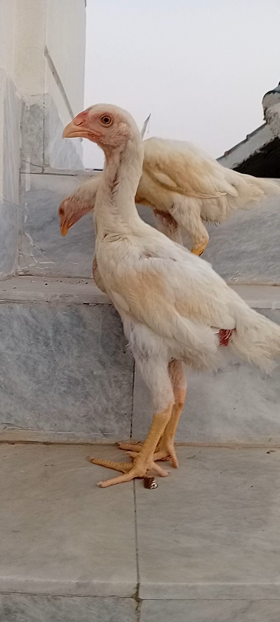 White Shamo Pair | Aseel White Shamo | Long Height Shamo