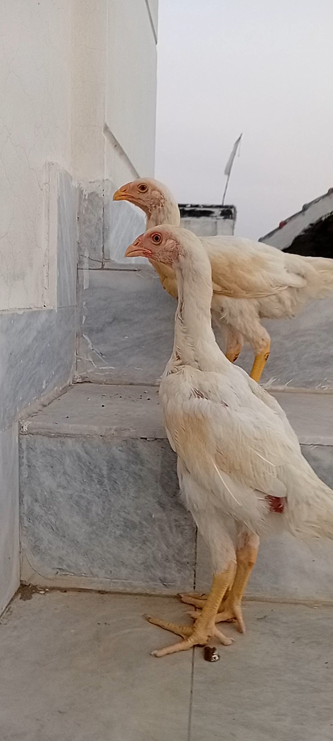 White Shamo Pair | Aseel White Shamo | Long Height Shamo