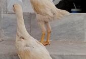 White Shamo Pair | Aseel White Shamo | Long Height Shamo