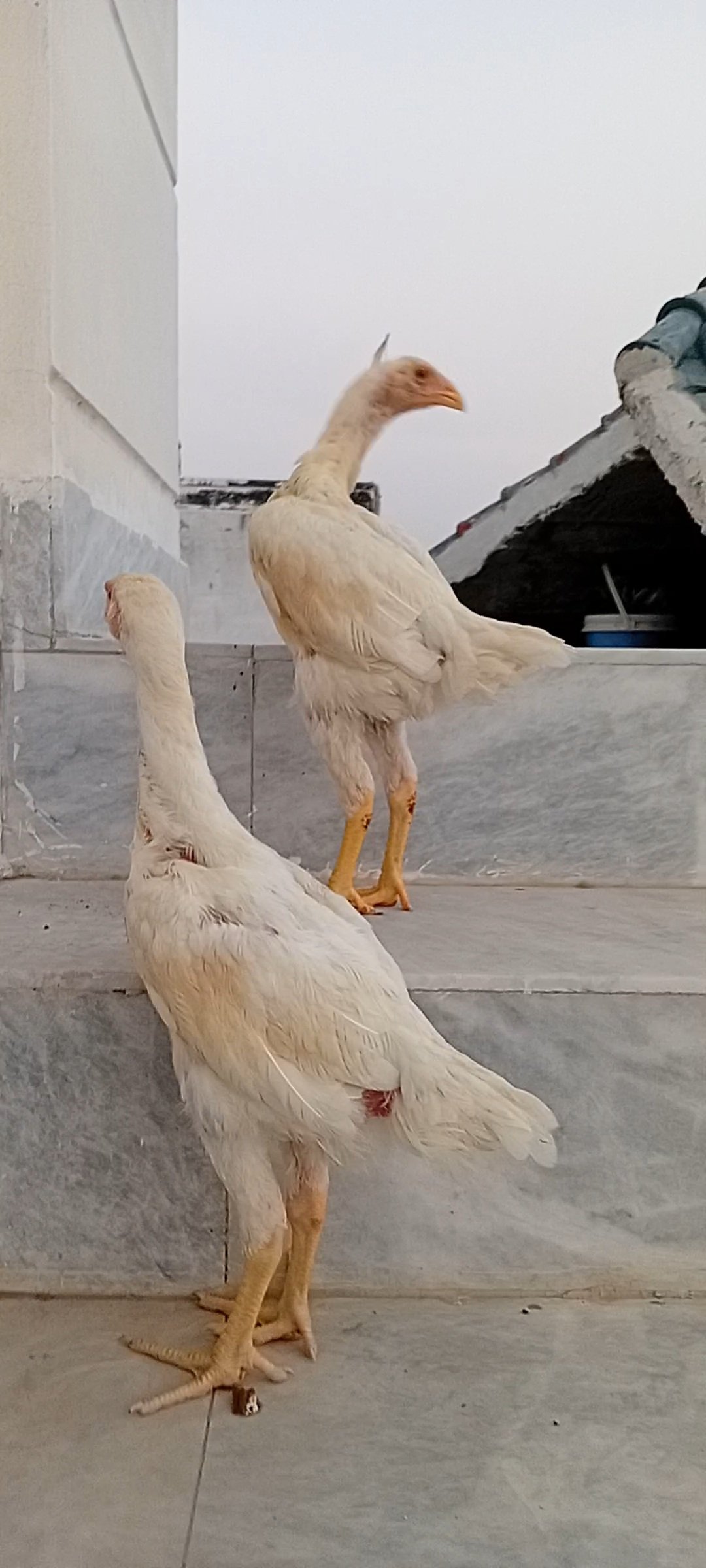 White Shamo Pair | Aseel White Shamo | Long Height Shamo
