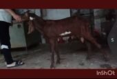 Nagra Bakra for Sale