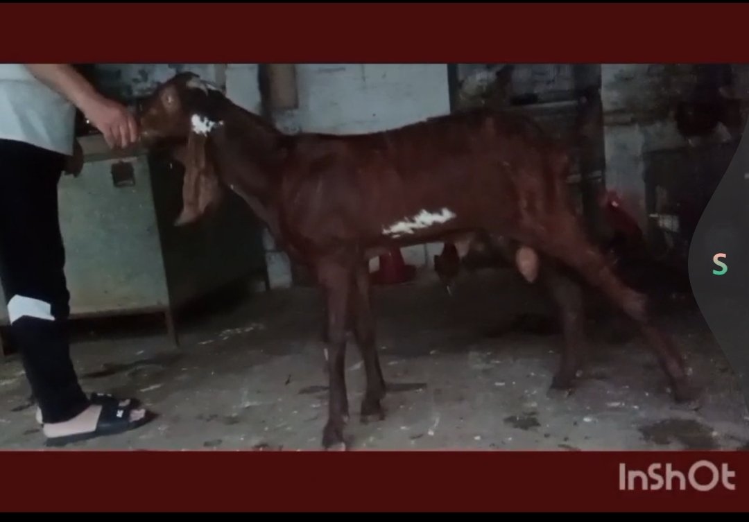 Nagra Bakra for Sale