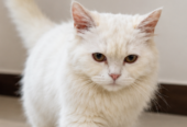 Beautiful Persian Cat