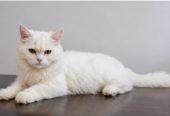 Beautiful Persian Cat