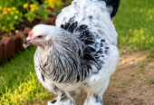 brahma hen and black silkie for sale