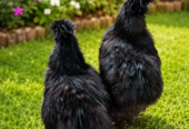 brahma hen and black silkie for sale