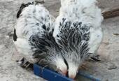 brahma hen and black silkie for sale
