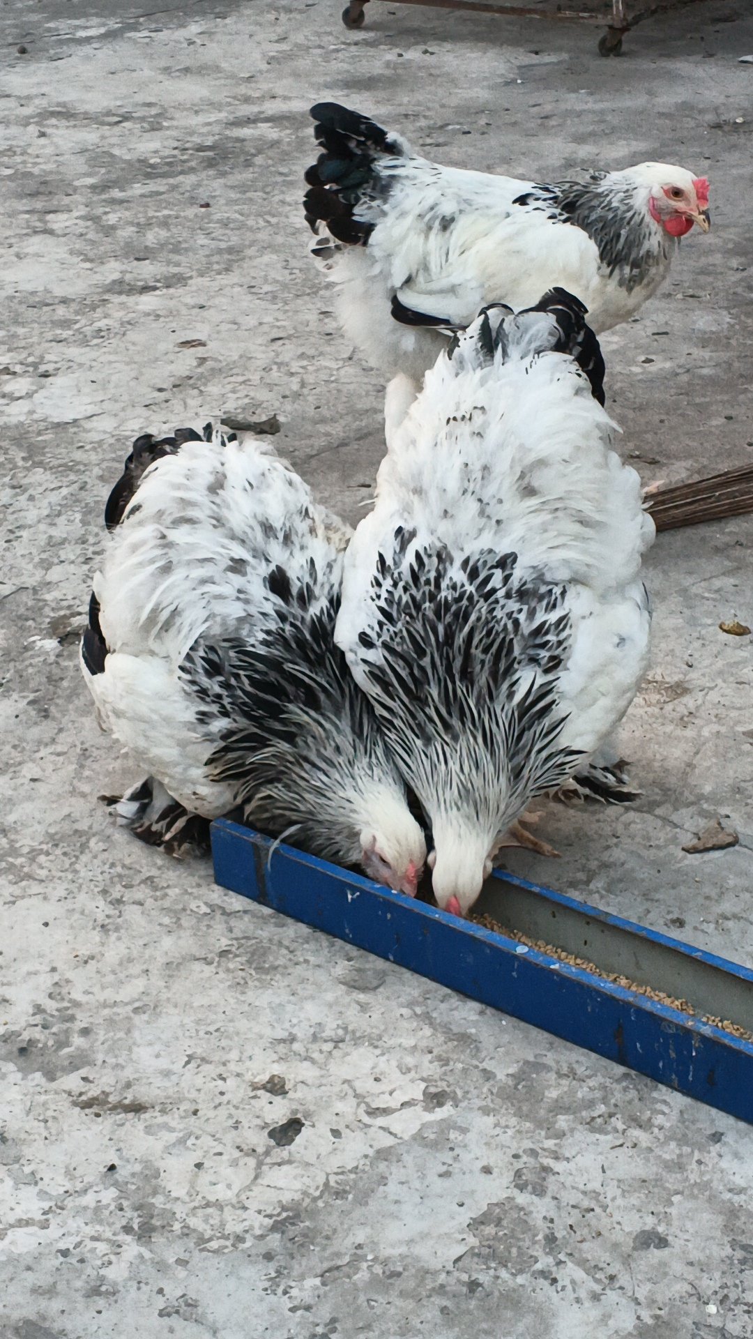brahma hen and black silkie for sale