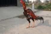 Aseel murgh