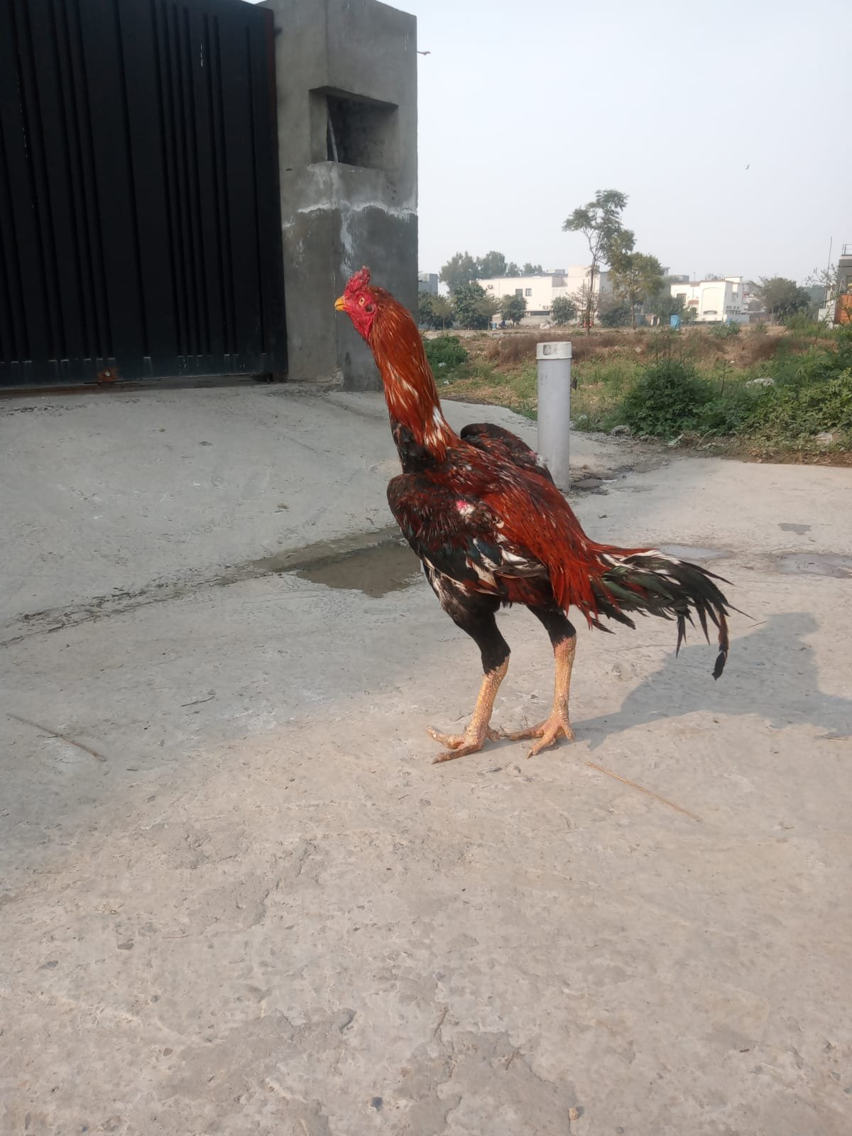 Aseel murgh