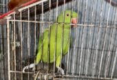 Green ringneck female