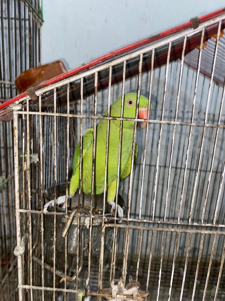 Green ringneck female
