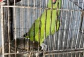Green ringneck female