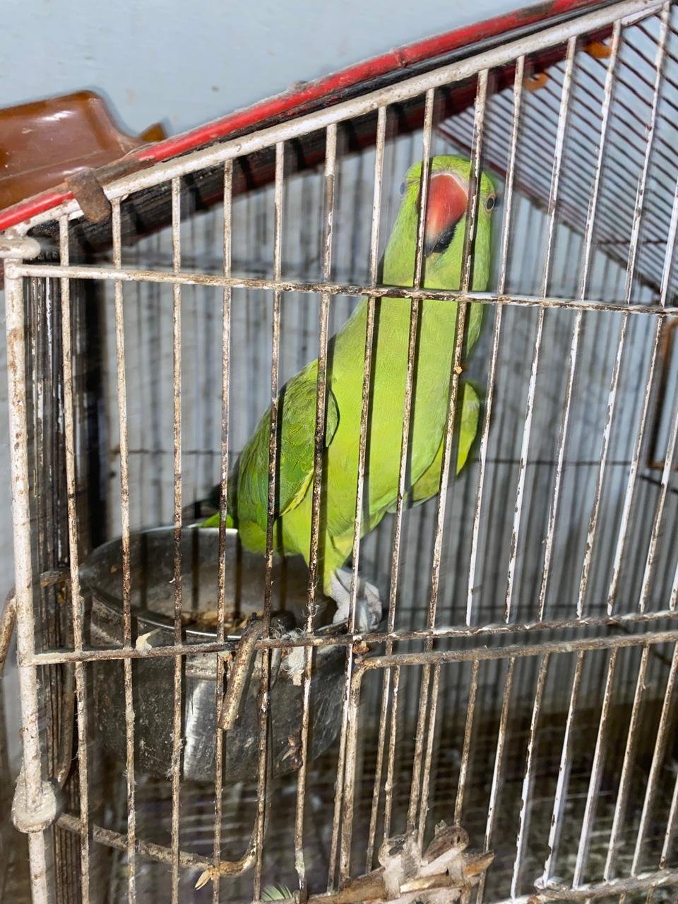 Green ringneck female