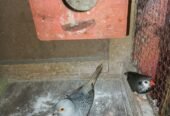 budgiesfinchesdiamond dove