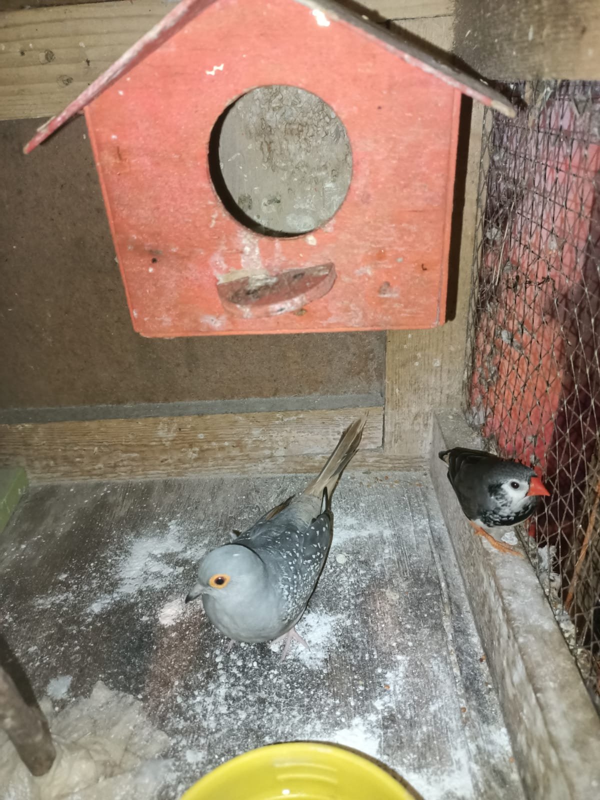 budgiesfinchesdiamond dove