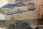budgiesfinchesdiamond dove