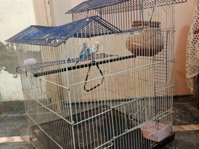 IMG-20260810-WA0020-1