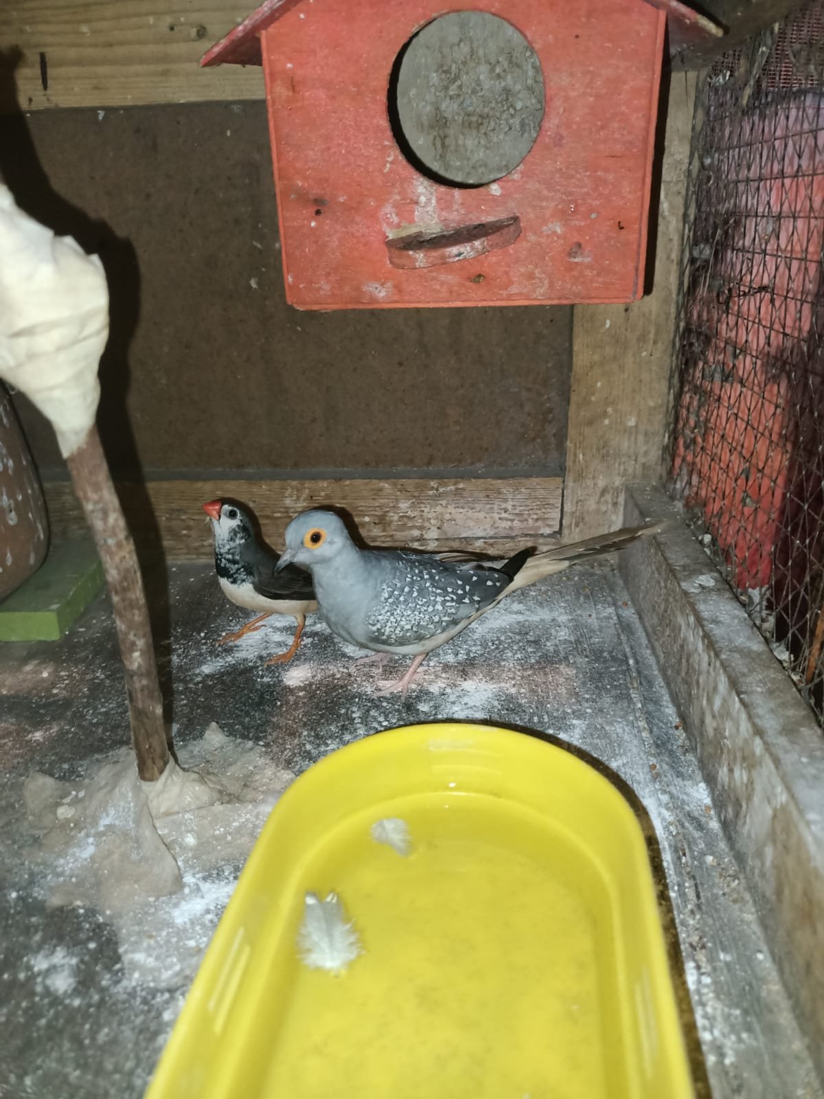 budgiesfinchesdiamond dove
