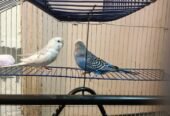 budgiesfinchesdiamond dove