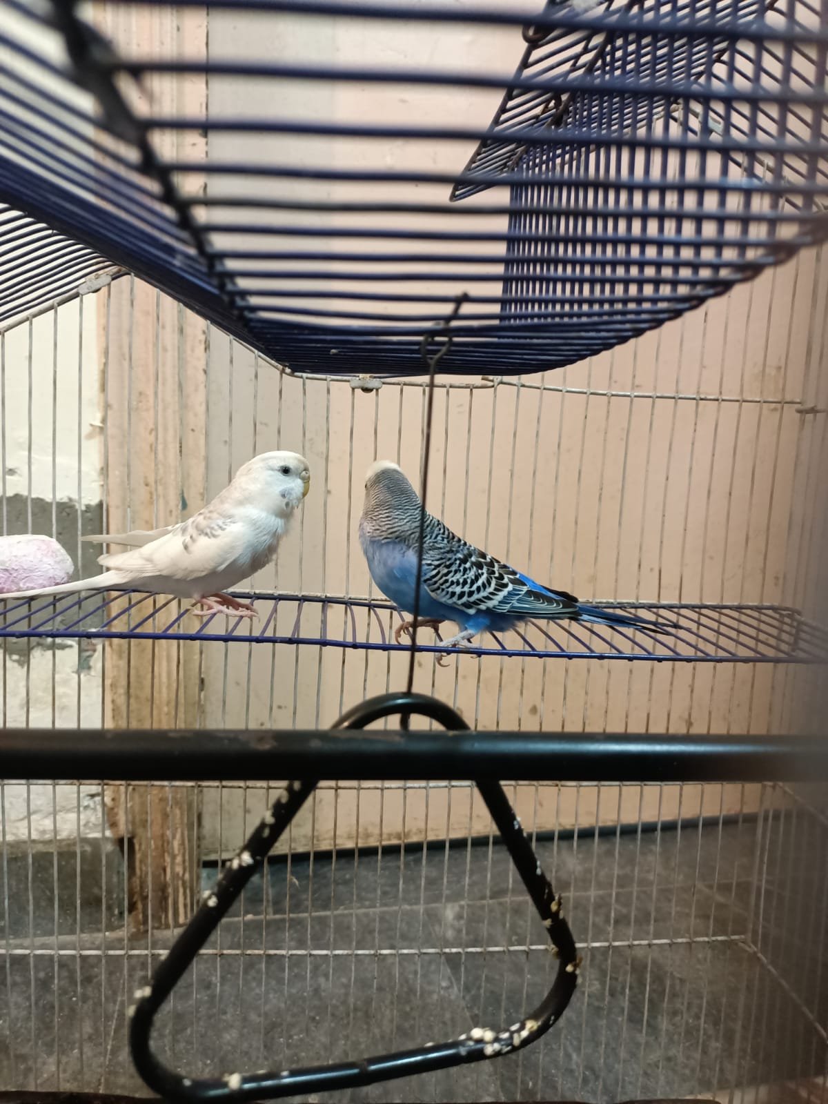 budgiesfinchesdiamond dove