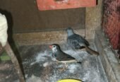 budgiesfinchesdiamond dove