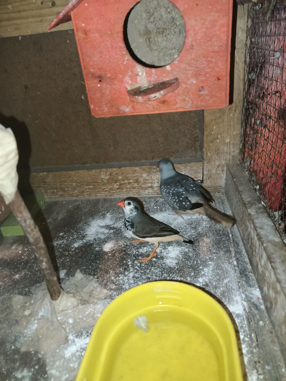 budgiesfinchesdiamond dove