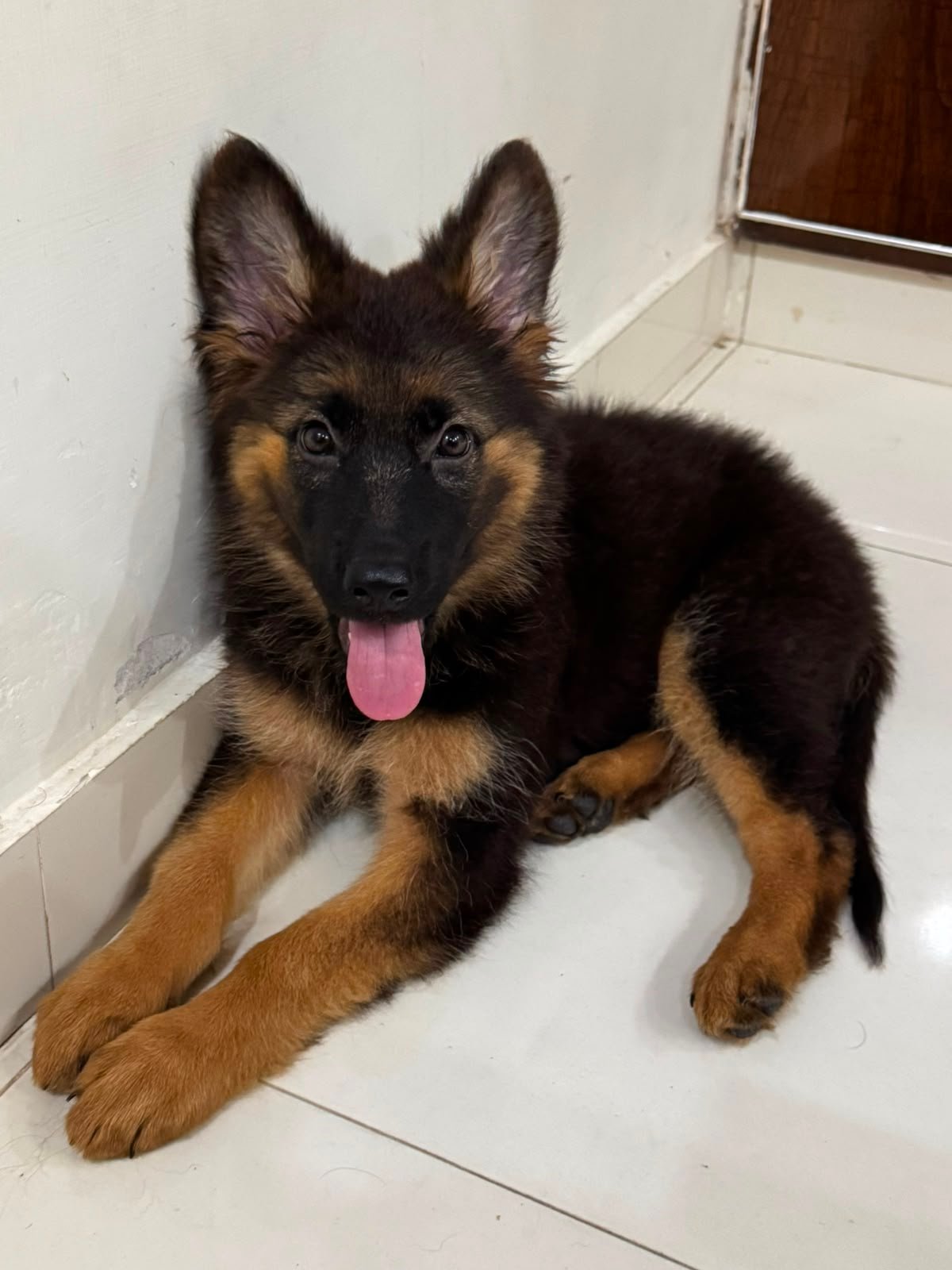 Pure German shepherd puppy for sale