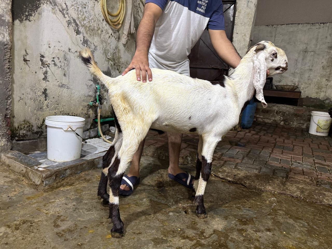 Dasi Betal Bakra